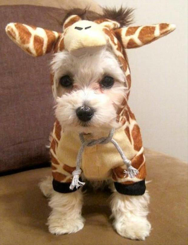 Picture of Giraffe Costume