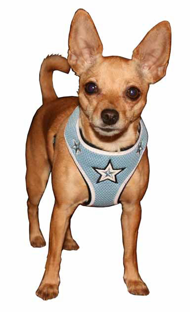 Picture of Super Star Mesh Harness Vest - Blue.