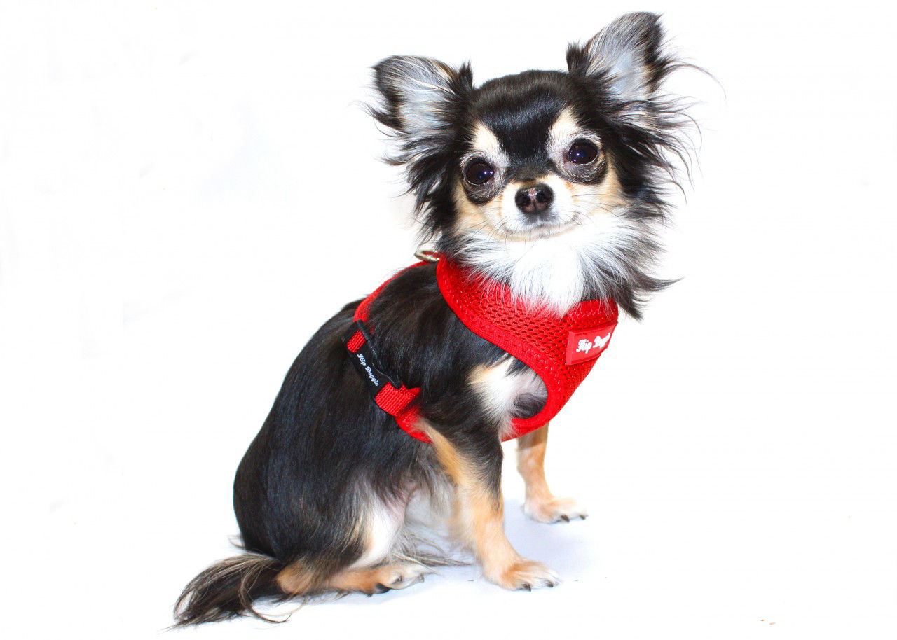 Picture of OLD STYLE - Ultra Comfort Red Mesh Harness Vest