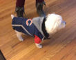 Picture of Chicago Bears Dog Puffer Vest.