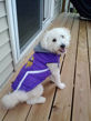 Picture of Minnesota Vikings Dog Puffer Vest.