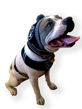 Picture of NFL Knit Pet Hat - Raiders