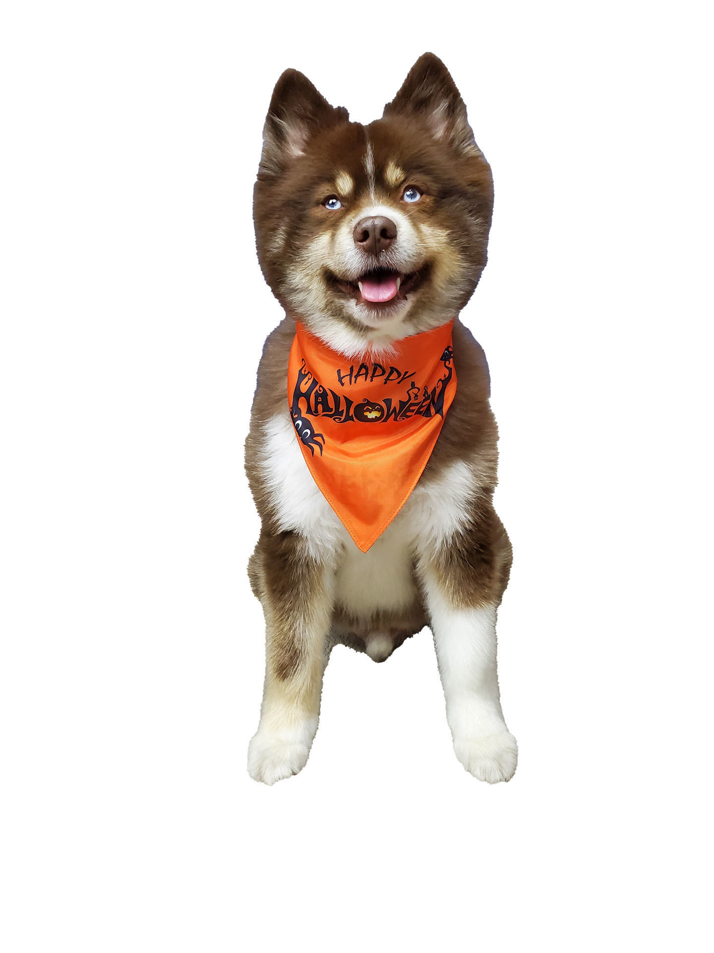 Picture of Two Sided Bandana - Halloween Boo